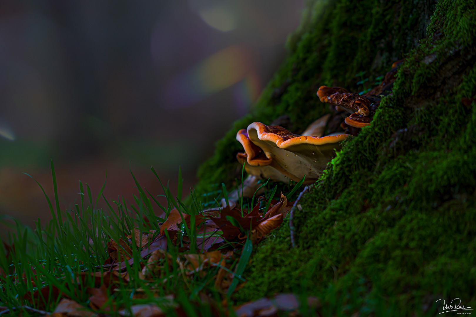 meine Art Piloze zu suchen