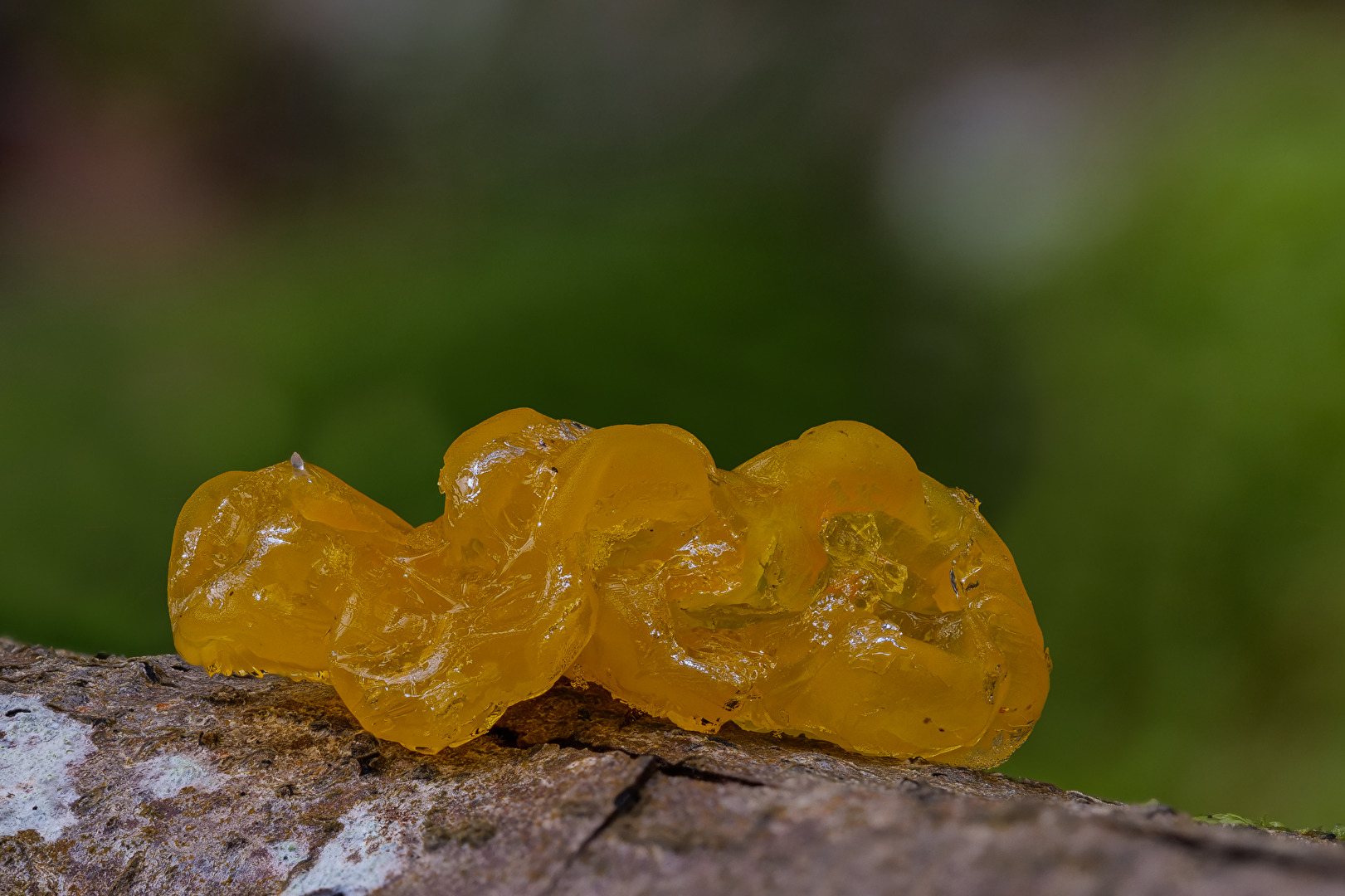 Tremella mesenterica