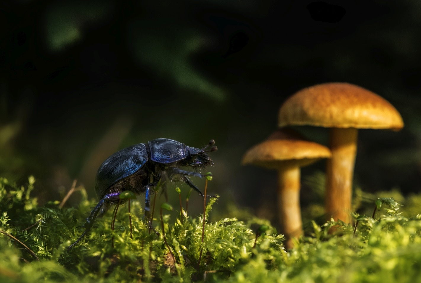 Käfer mit Pilzen