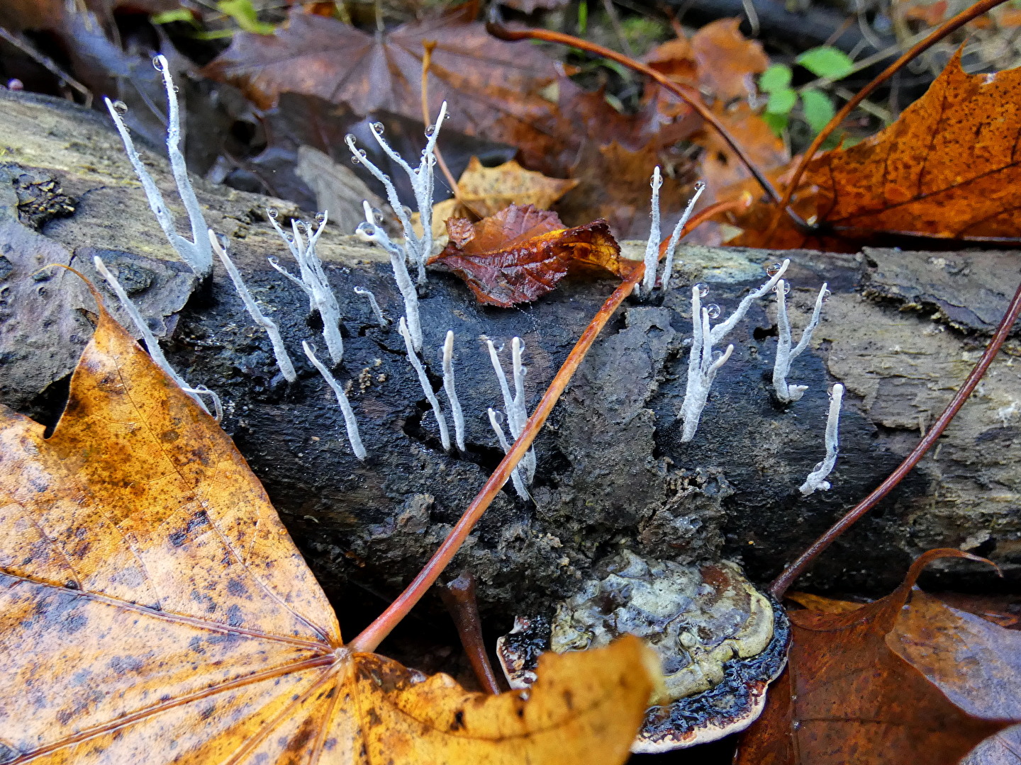 Pilzgesellschaft an Totholz
