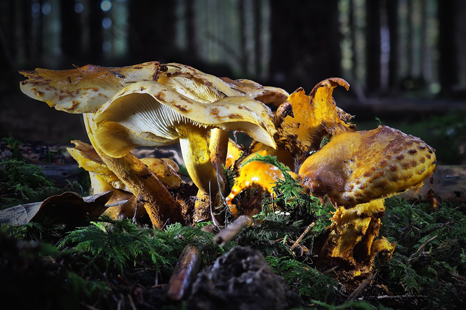 Pholiota aurivella