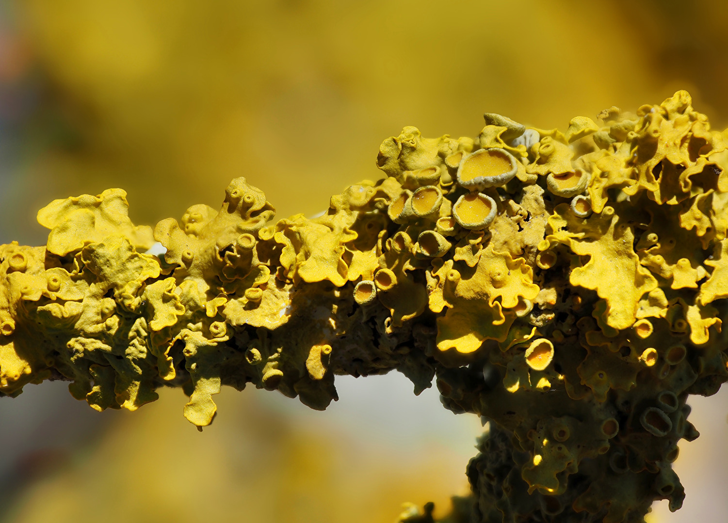 gelb - nur ein paar Flechten