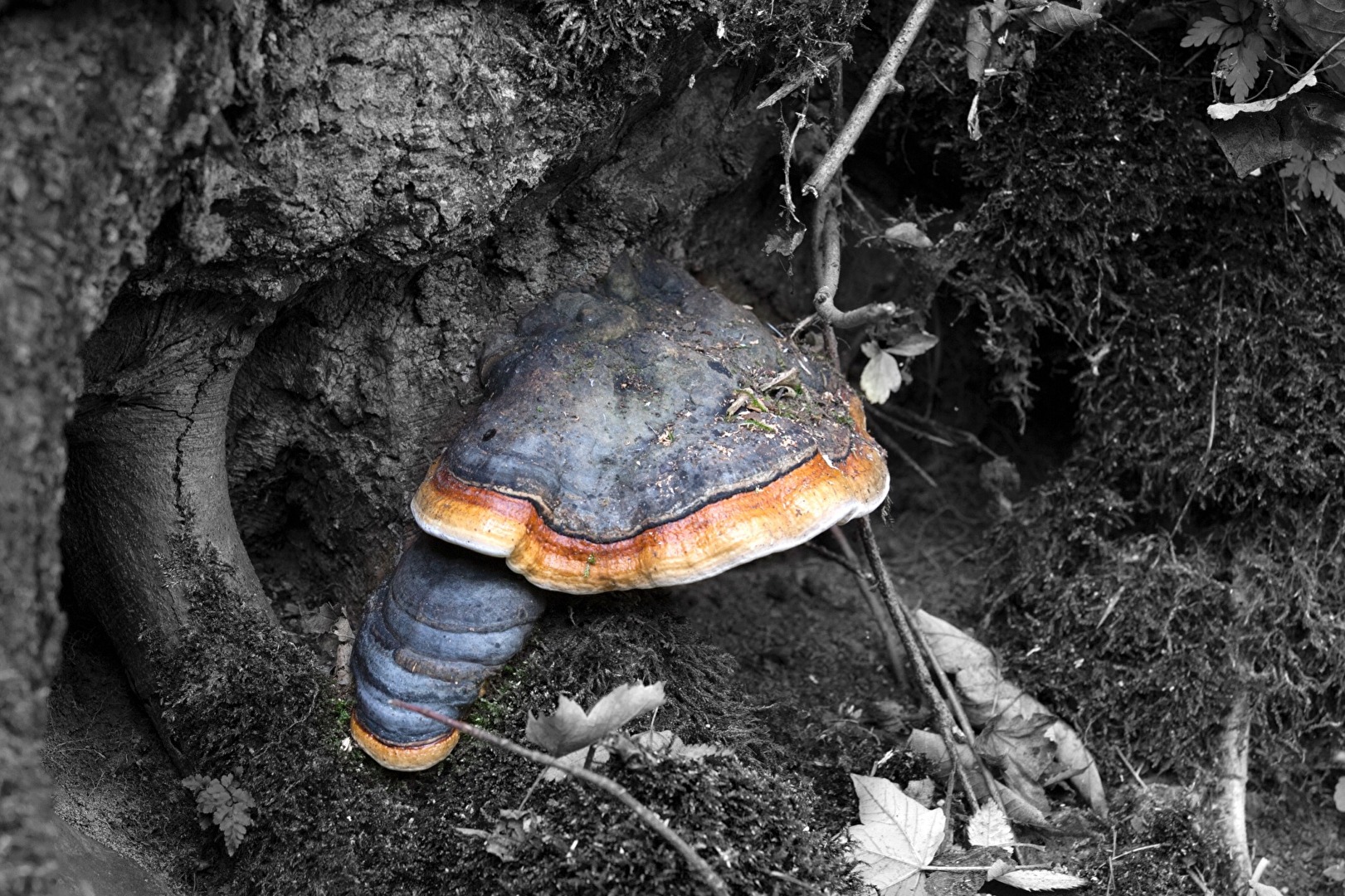 Rotrandiger Baumschwamm