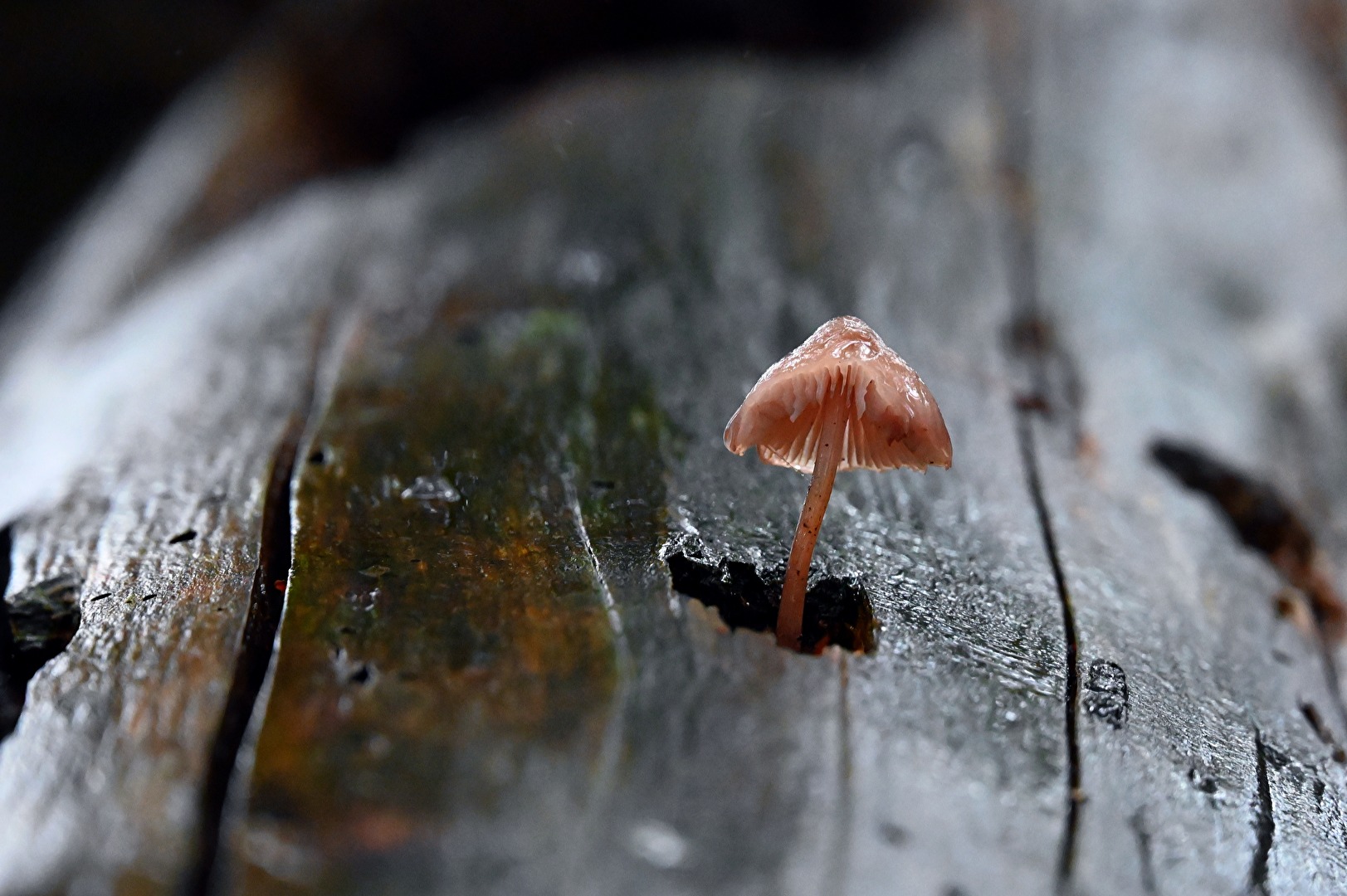 Regen macht schön