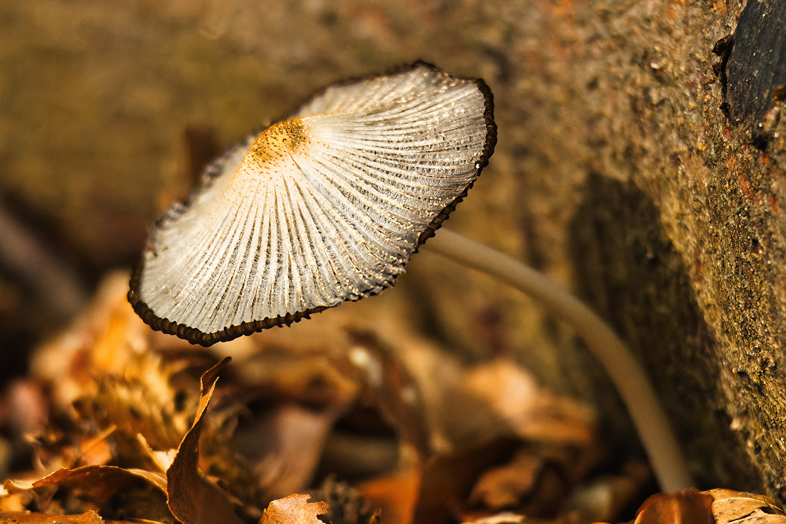 Pilze & Flechten