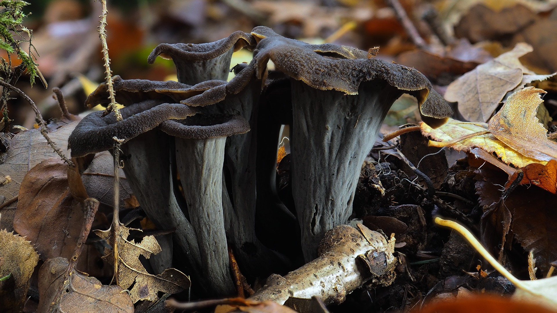 Herbstfrüchte - Herbsttrompeten