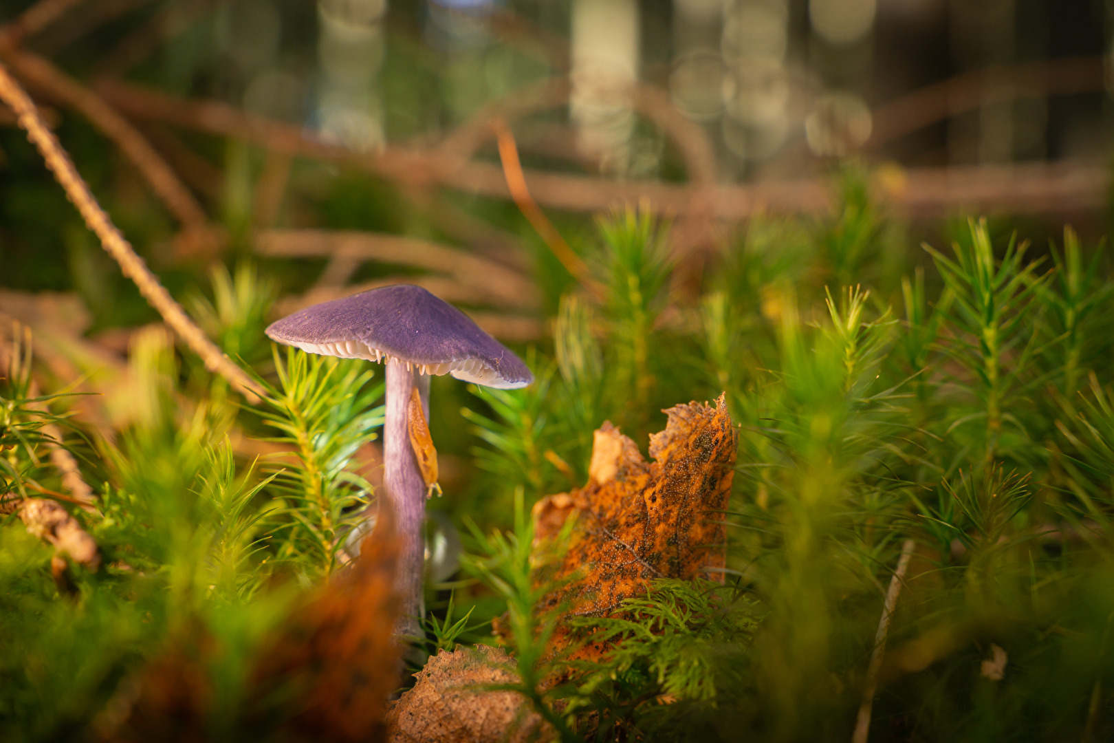 #Herbstfrüchte