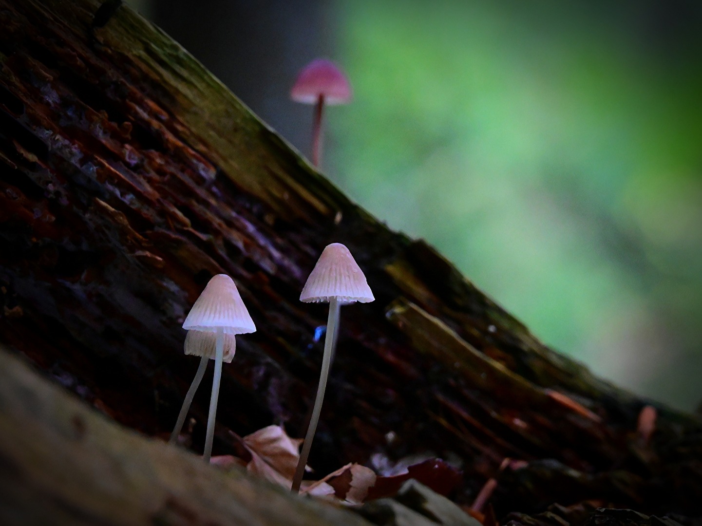 Zauber des Waldes.