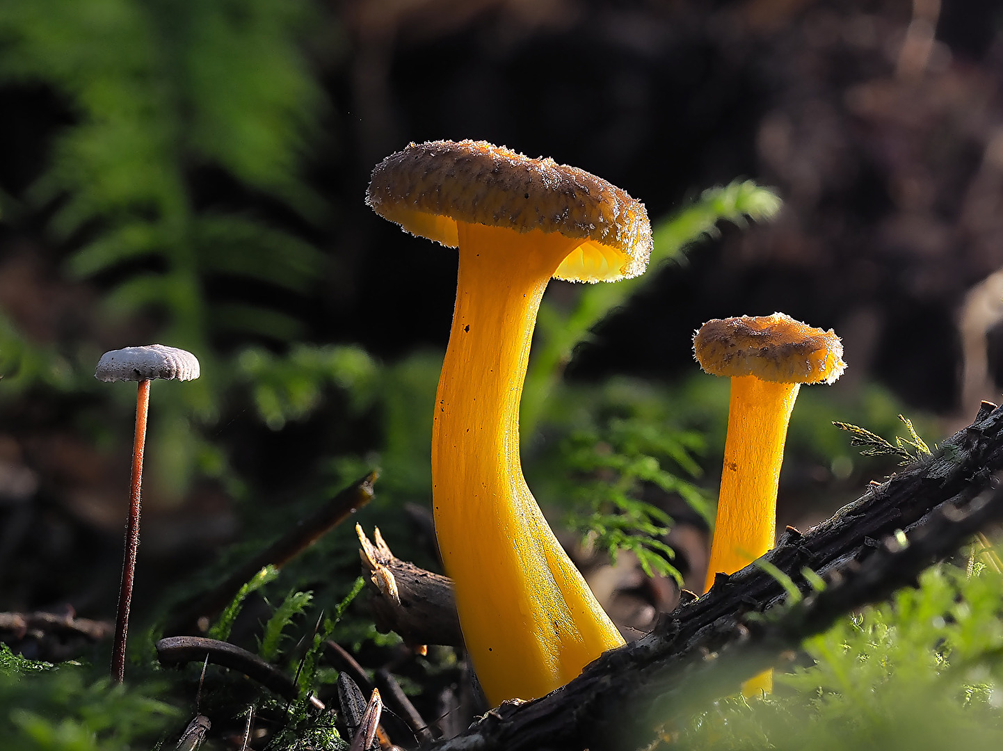 Gelbstieliger Trompetenpfifferling