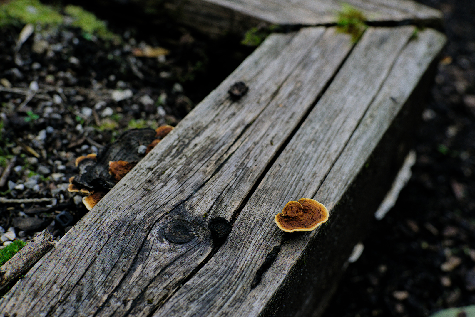 #Pilze - Autumn impression