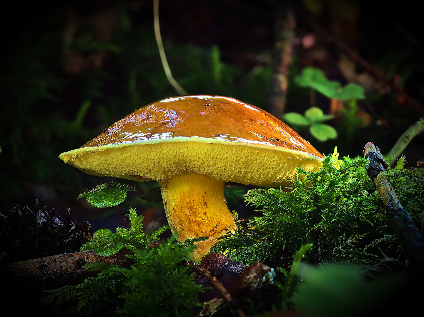 #Pilze - der Goldene
