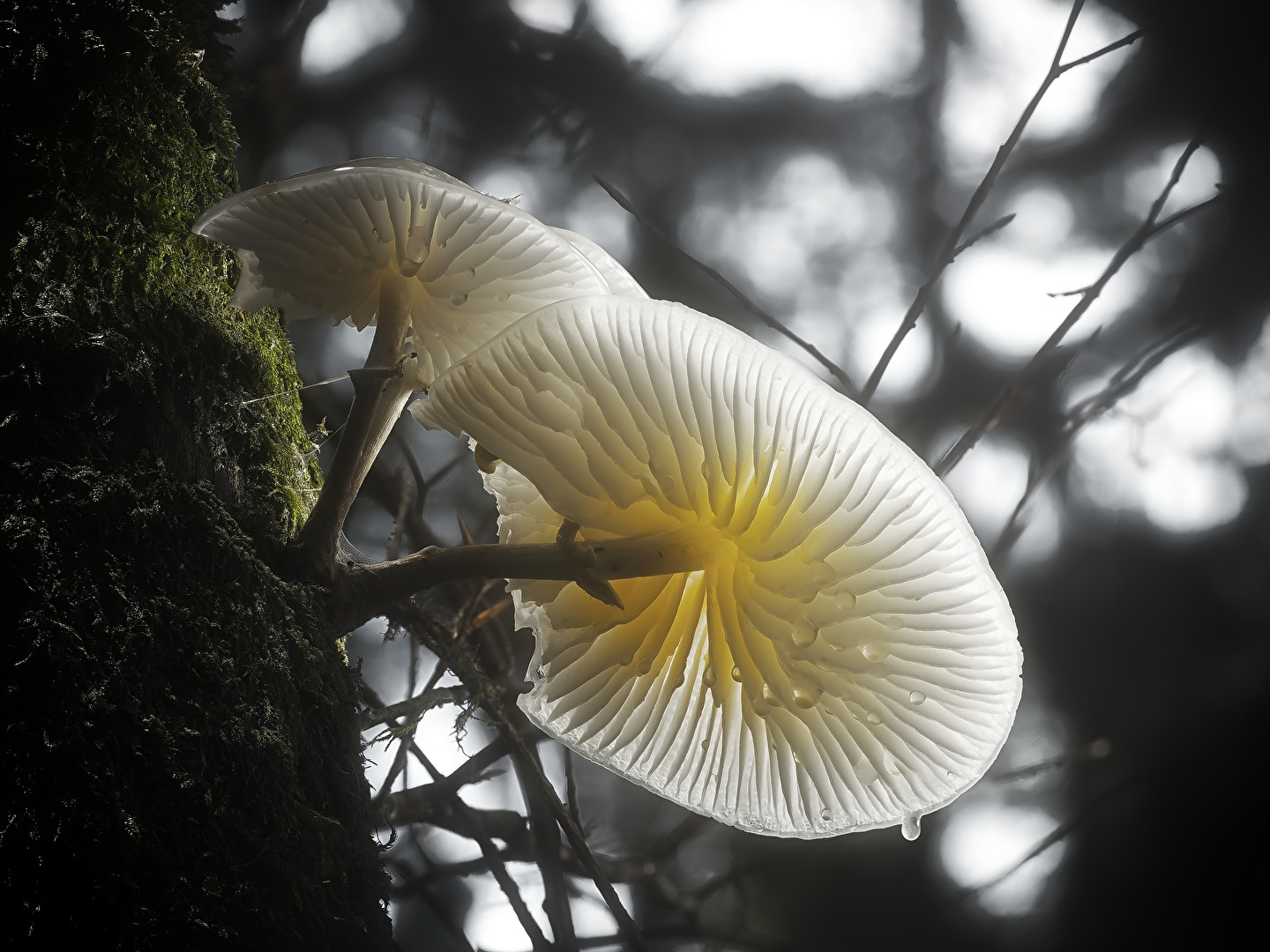 Pilze - Transparenzspielchen