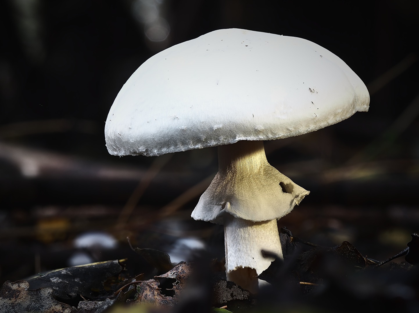Pilze - was für die Kulinarik