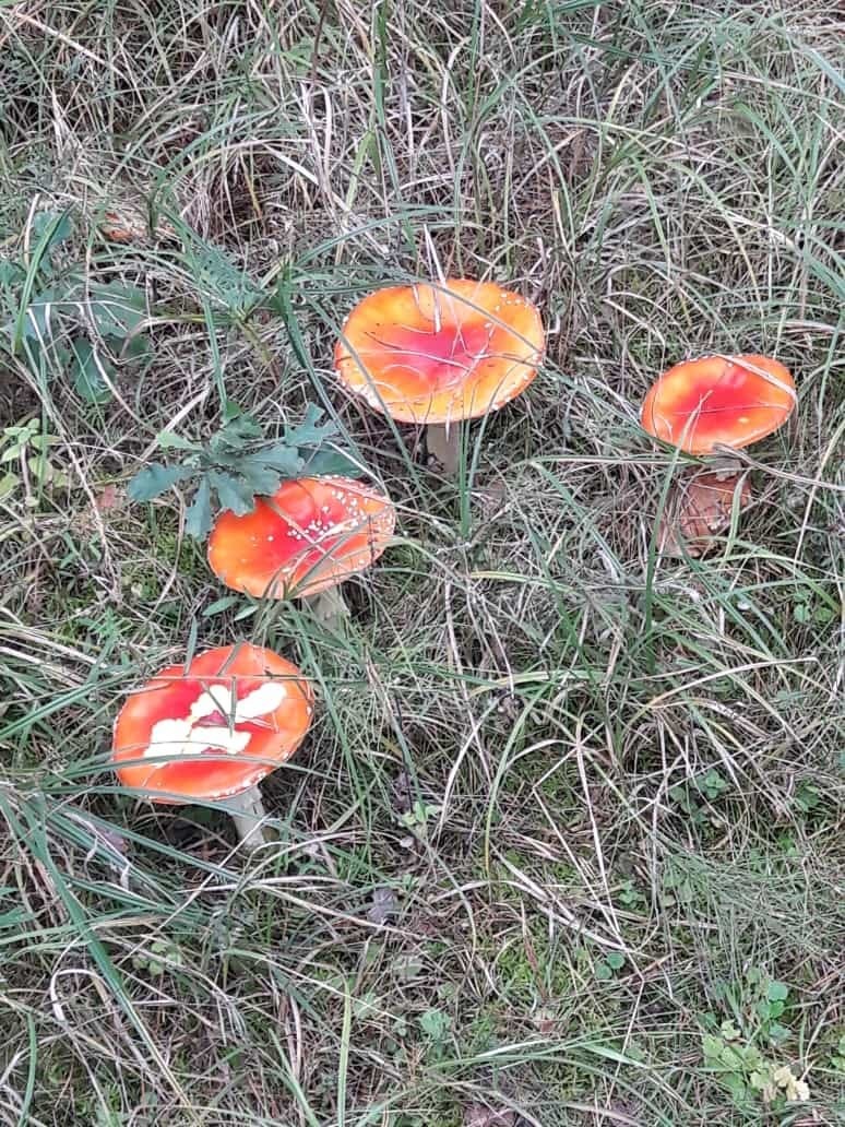 Pilze Pilze im Pfälzerwald