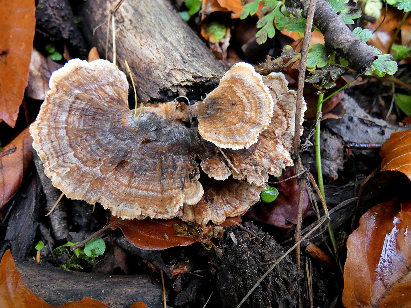 Schmetterlingstrameten