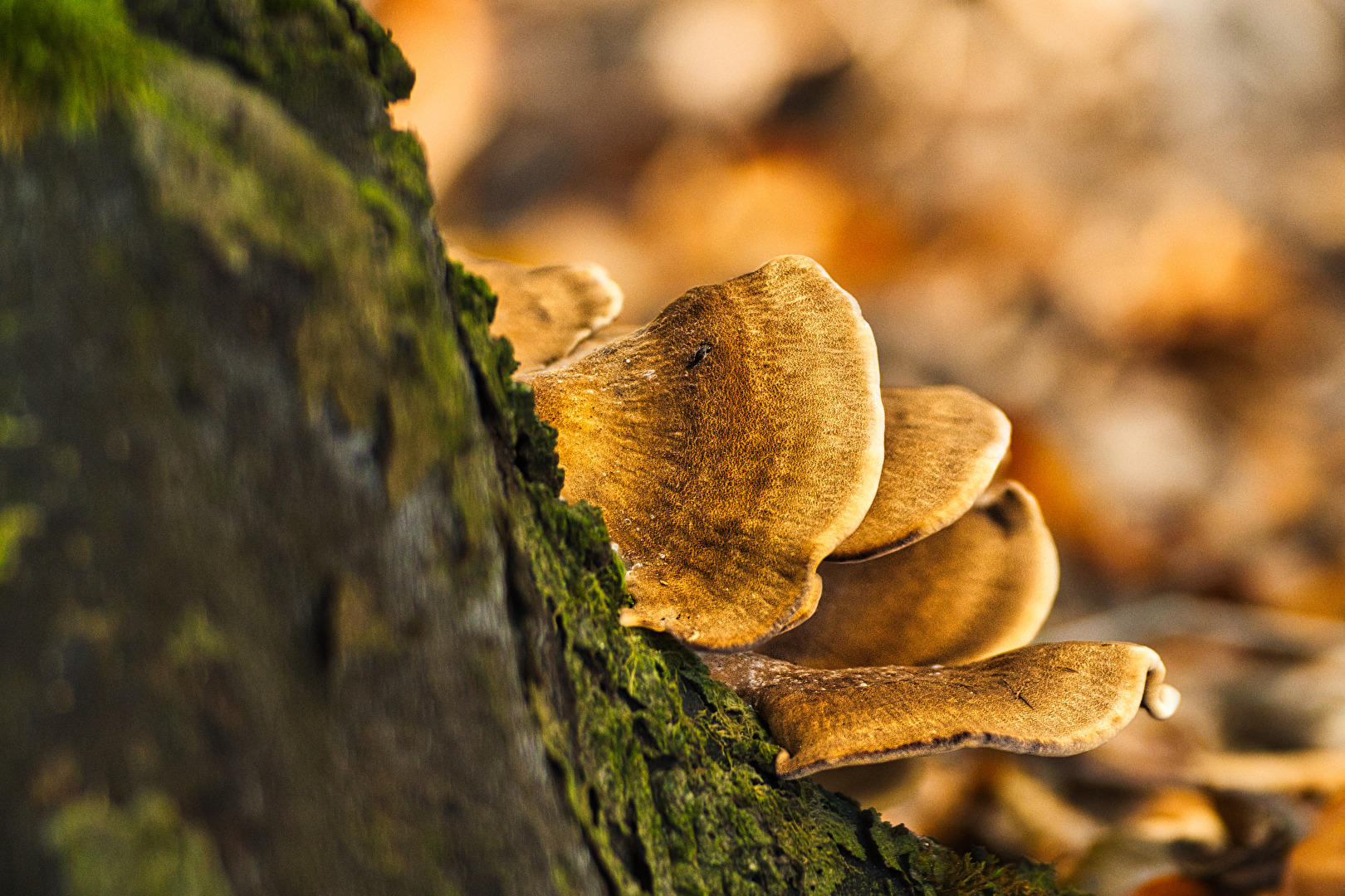 Pilze & Flechten
