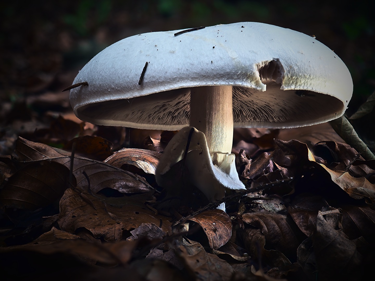 Herbstimpression (3)
