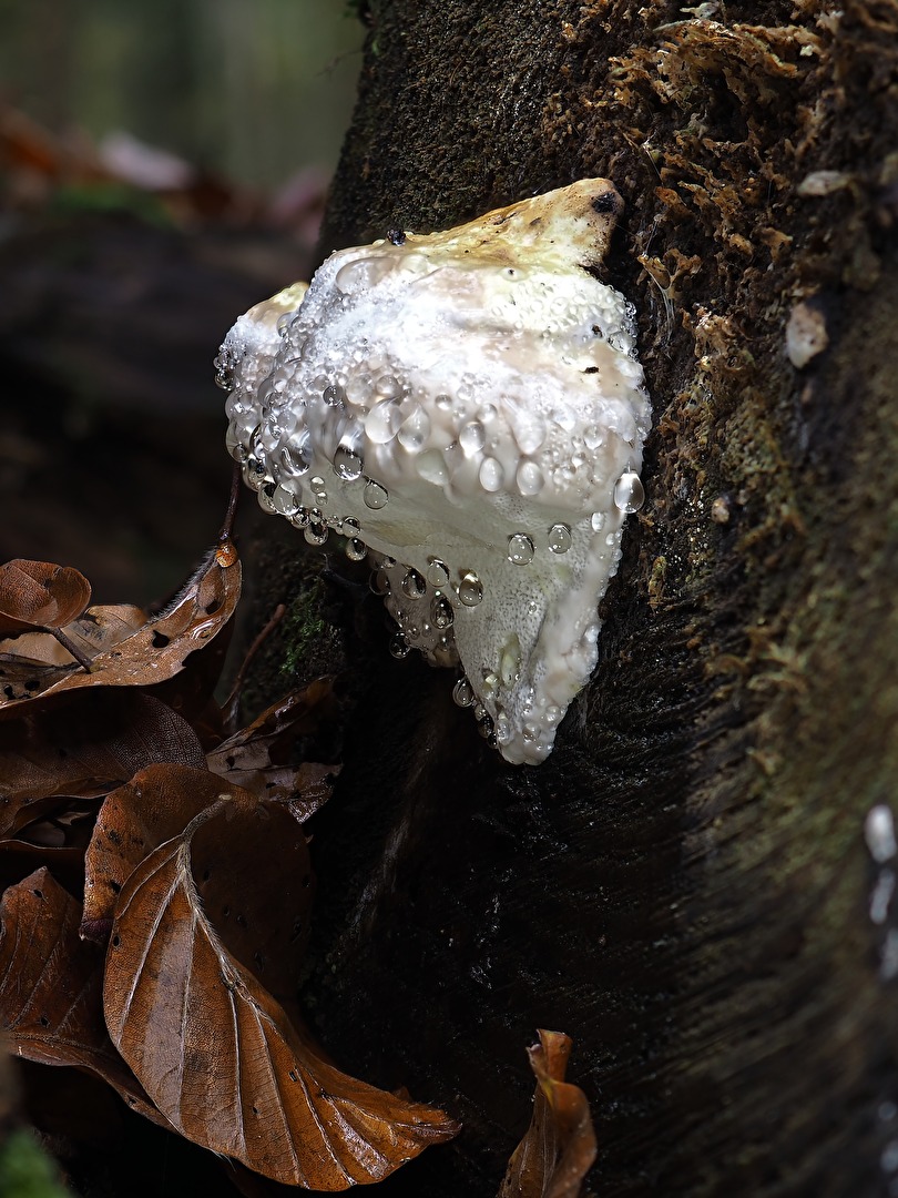 Herbstimpression (5)