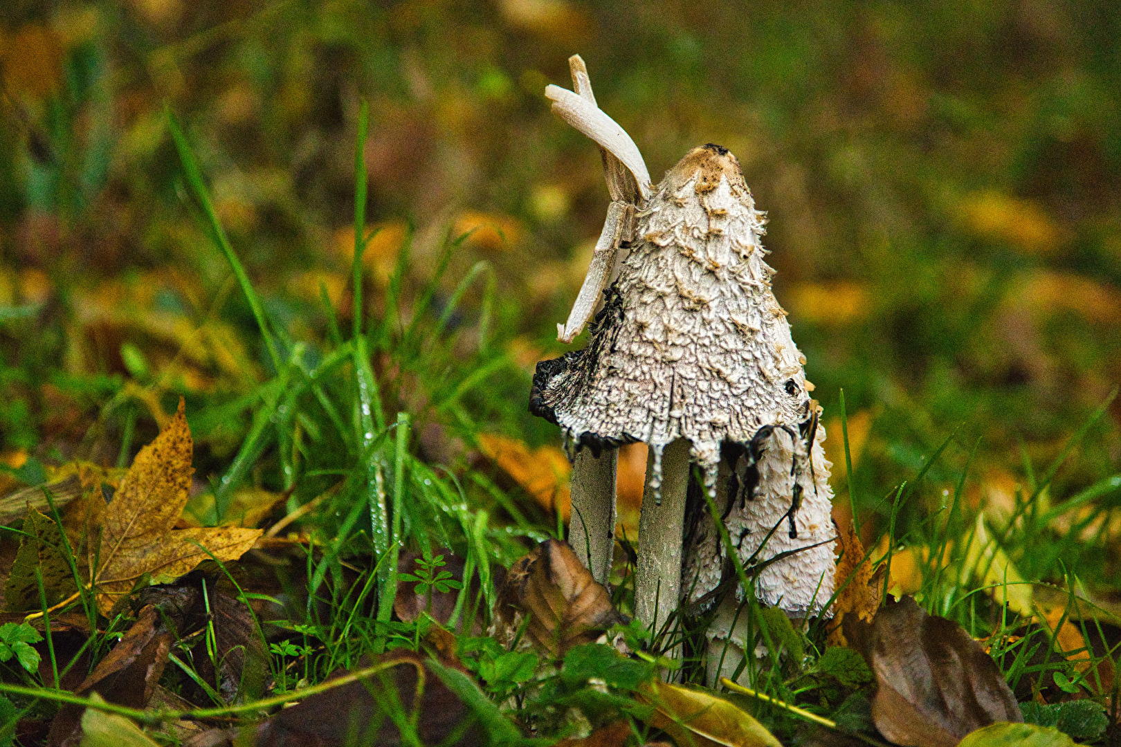 Pilze & Flechten