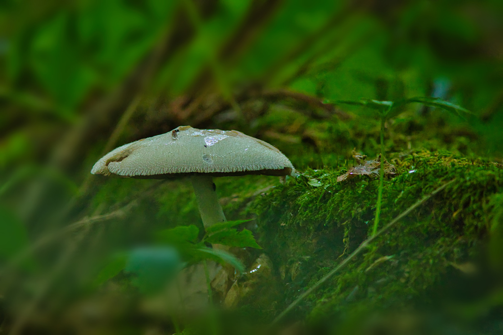Pilze & Flechten