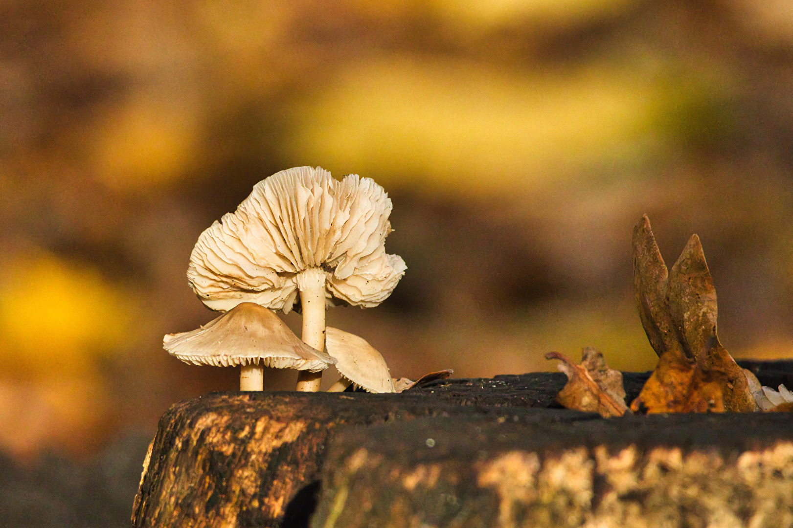 Pilze & Flechten