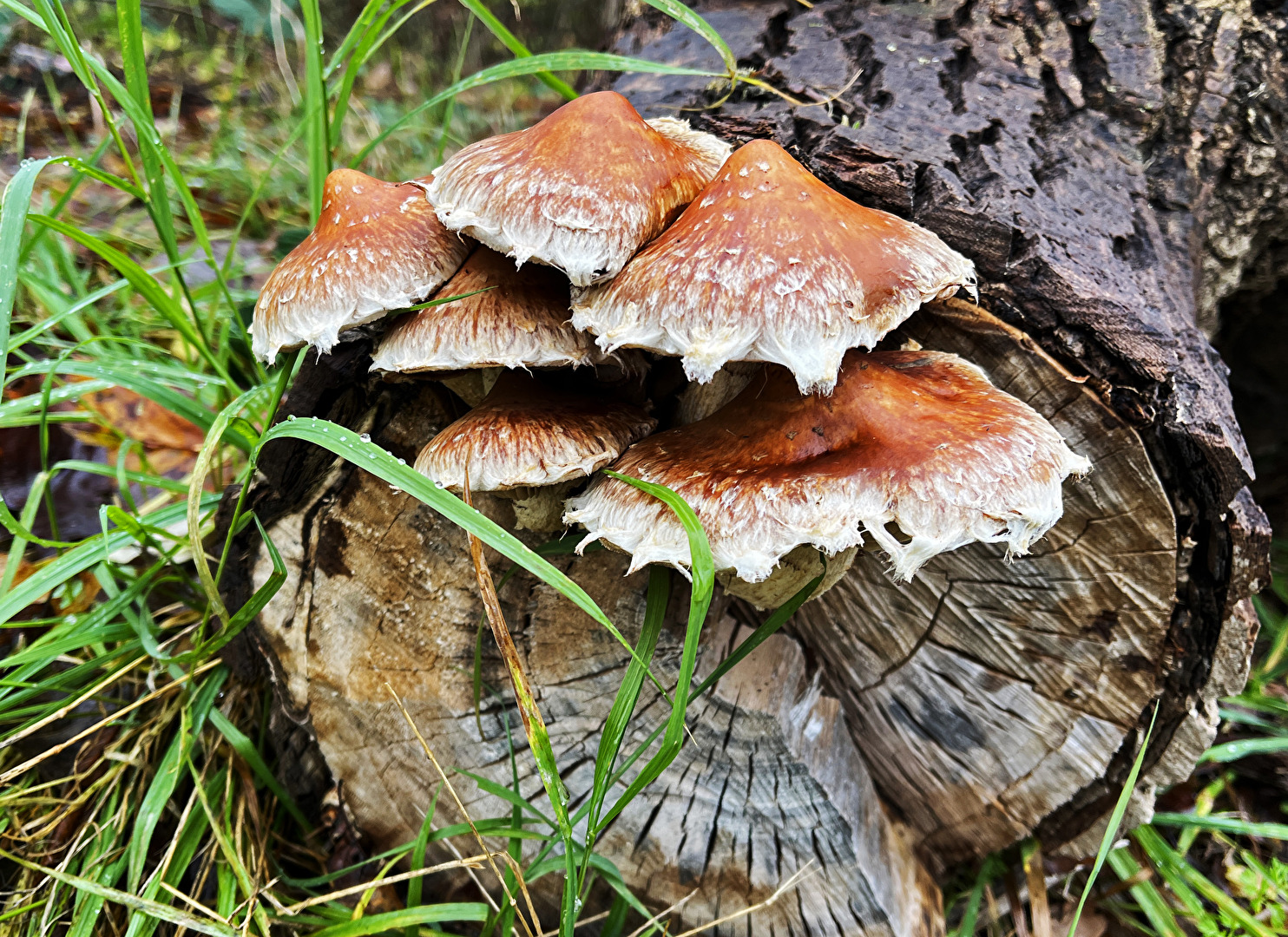 Pilze, heute gesehen...