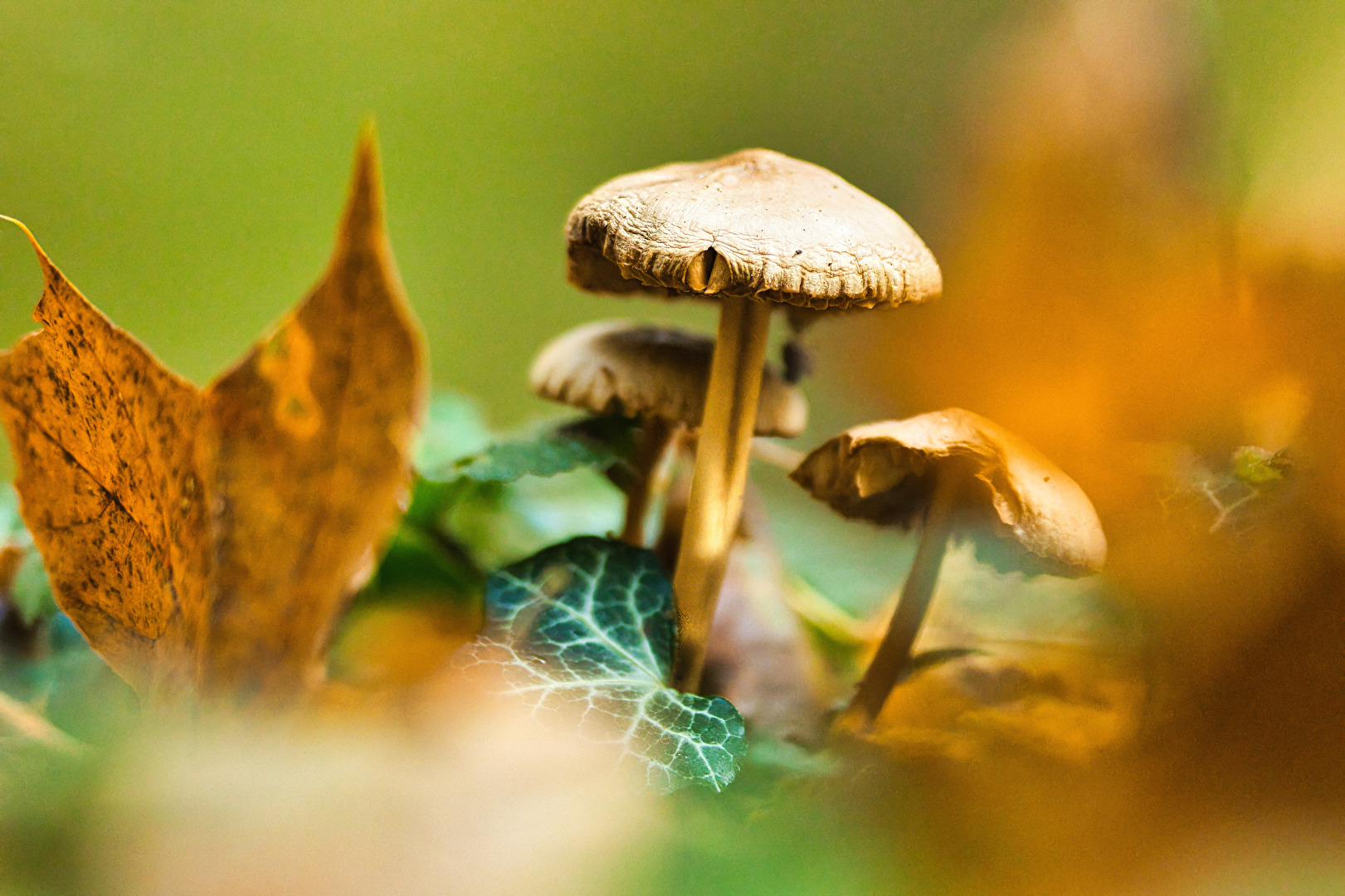 Pilze & Flechten