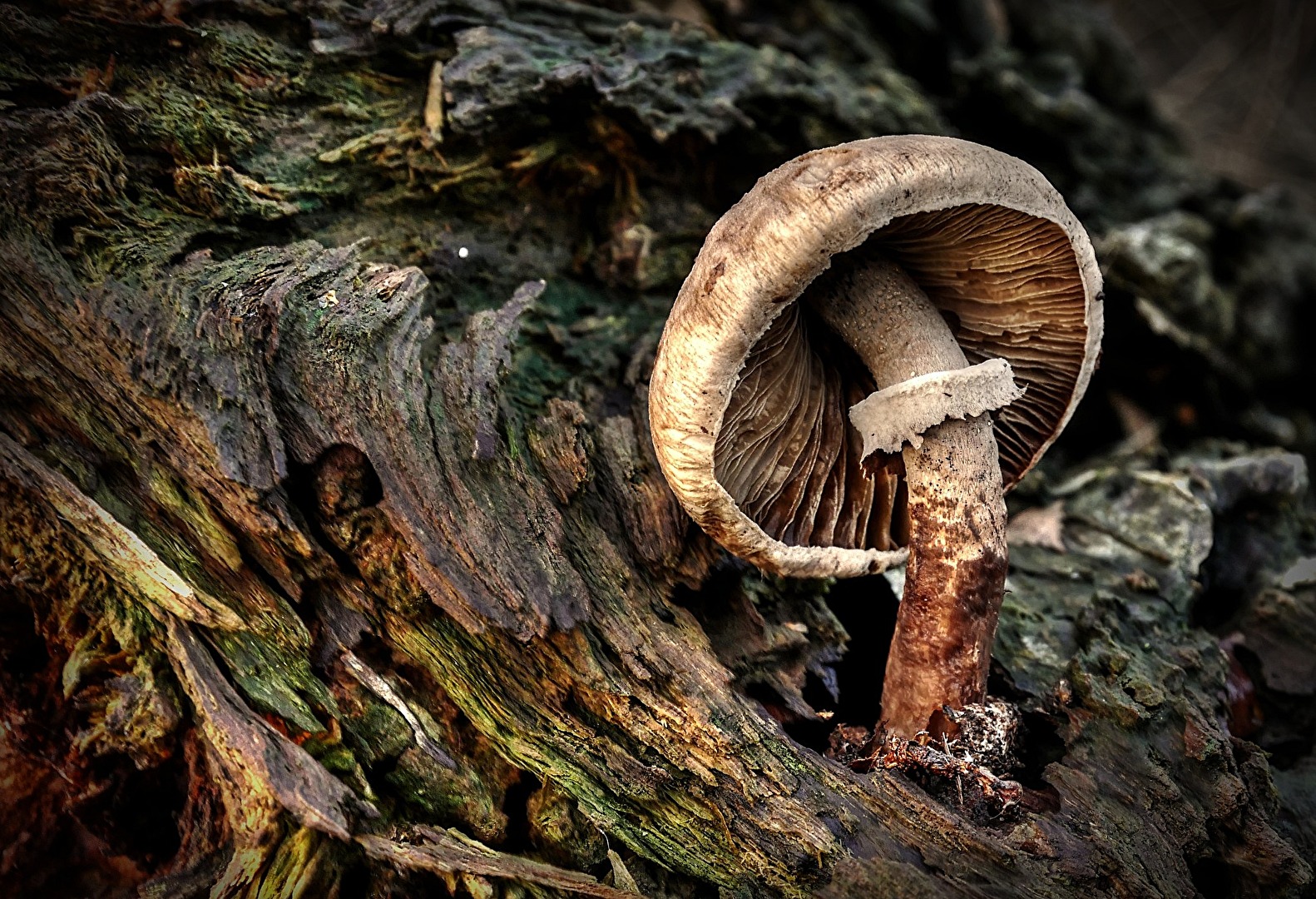 Pilz auf vergammeltem Baumstamm
