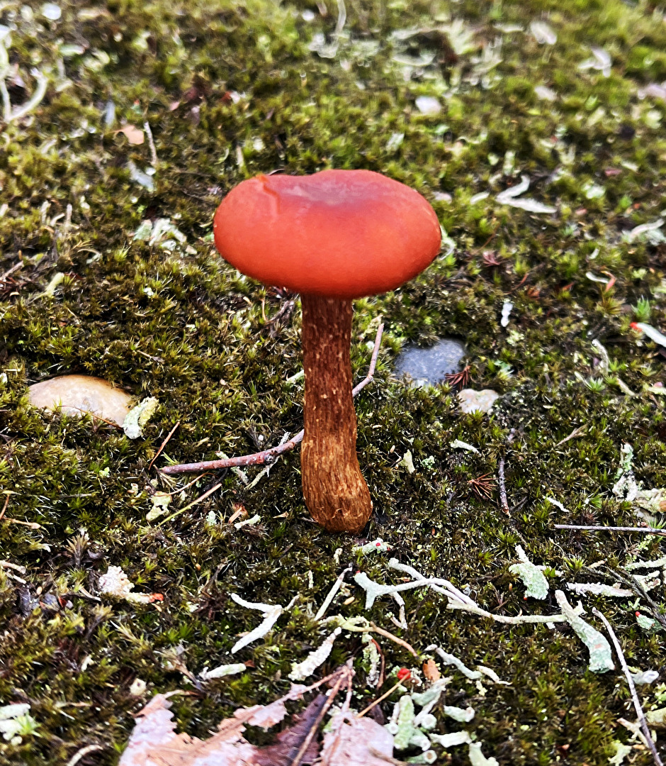 3 Schön sehen sie ja aus, aber…