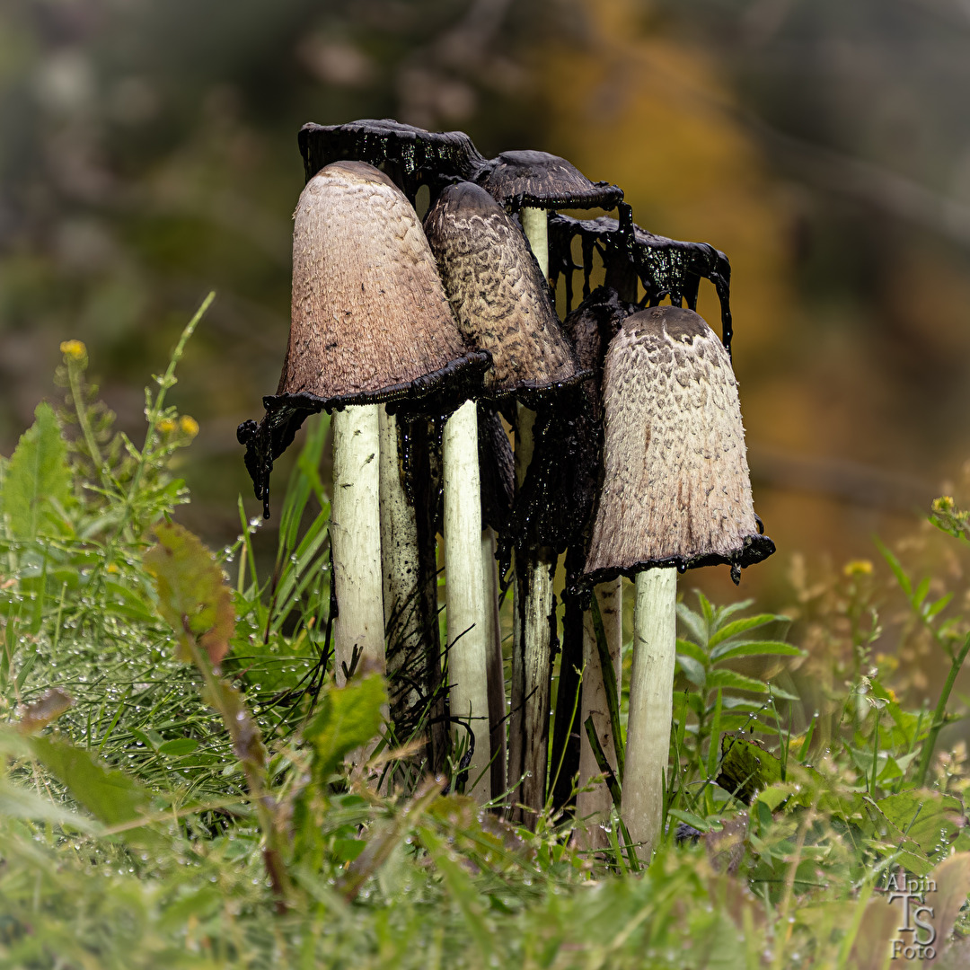 Die Vergänglichkeit der Natur