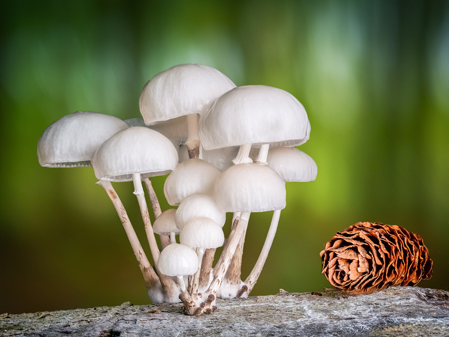 Beringte Schleimrüblinge