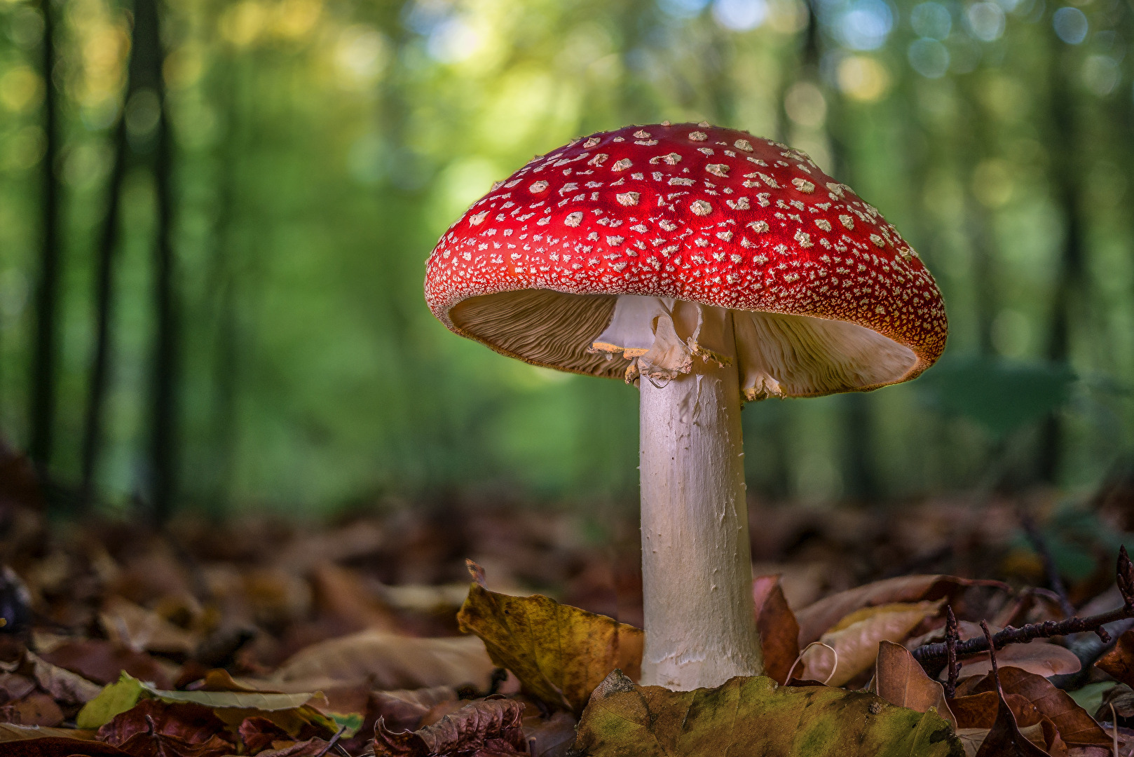 Fliegenpilz am Waldweg