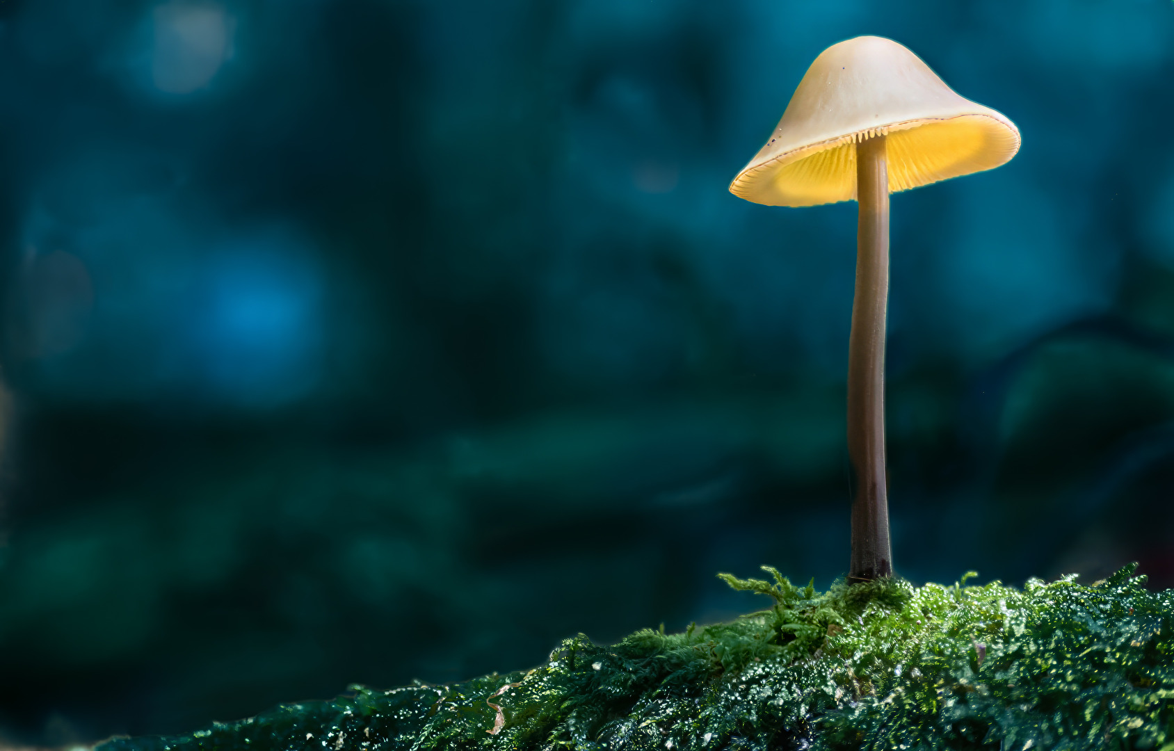 Einsam im Wald