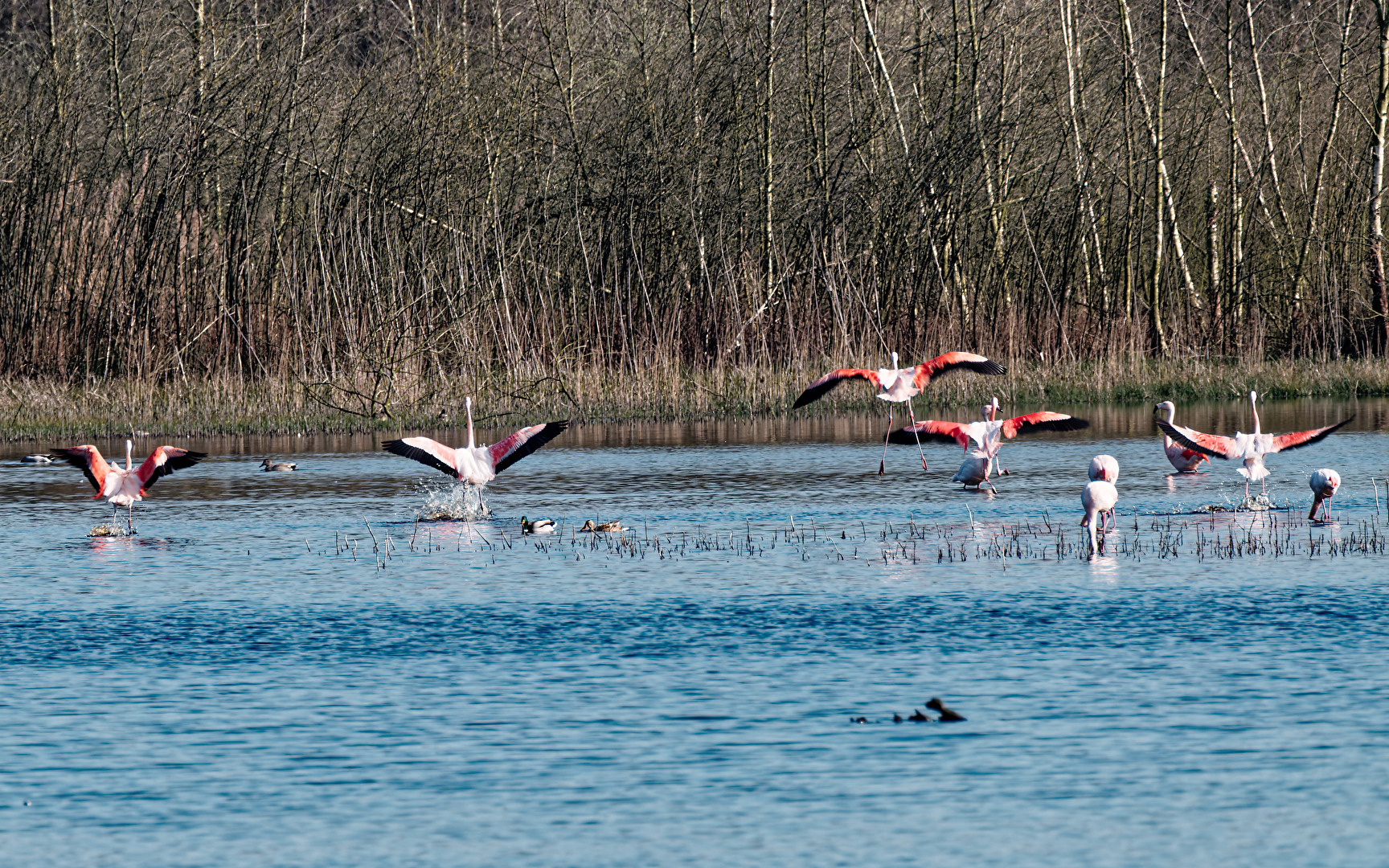 Flamingos