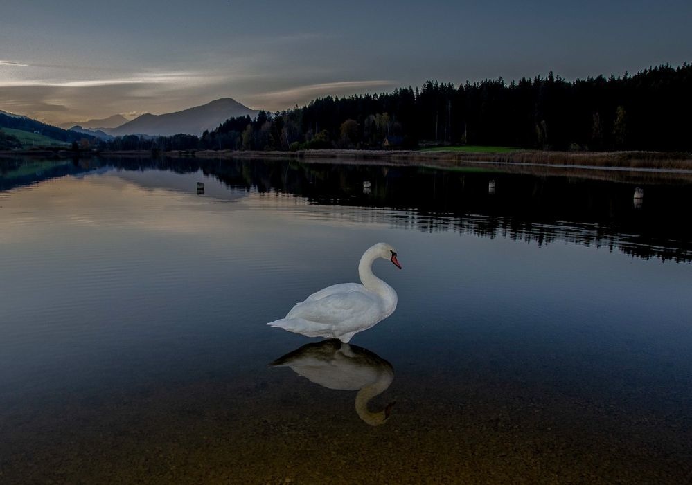 Schwanensee