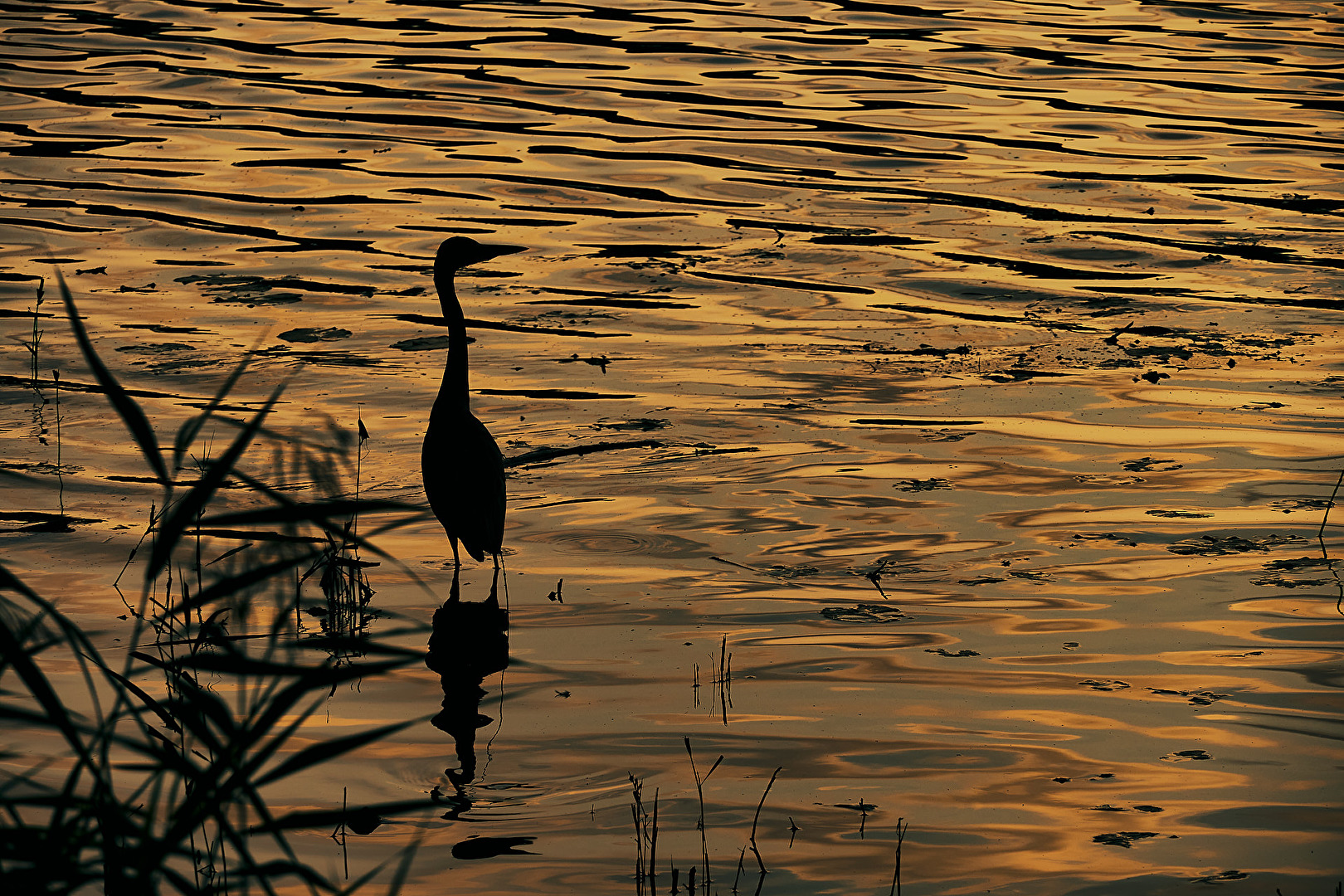 Abendspaziergang am Krimpelsee in Bremen Habenhausen