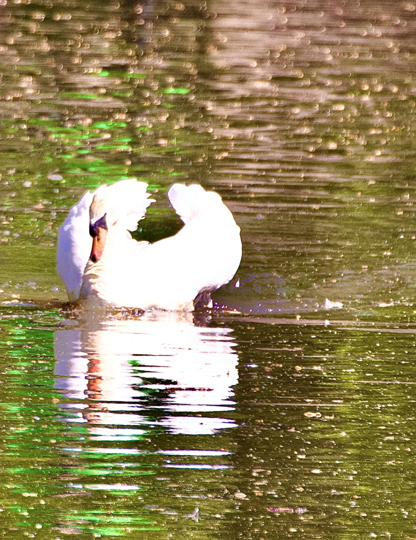 Swan reflects