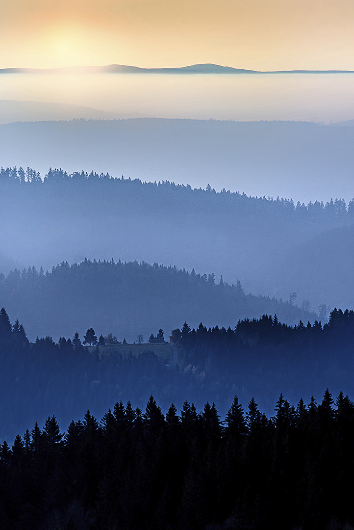 Schwarzwald im Abendlicht