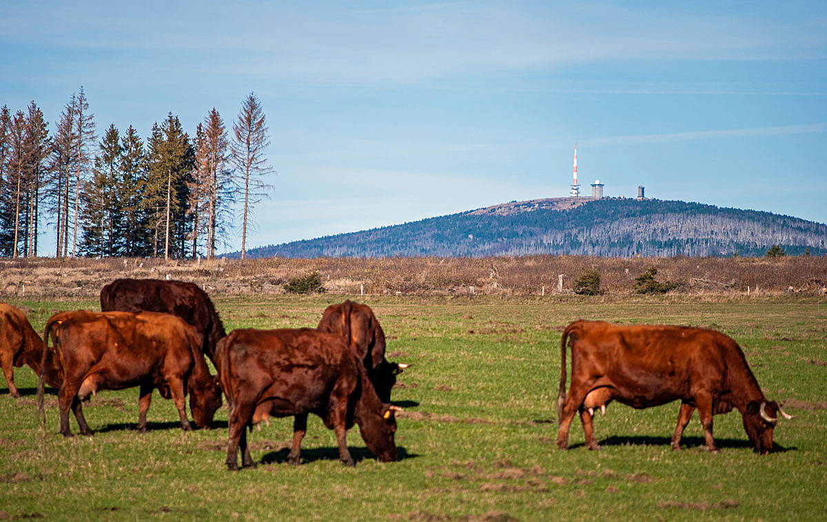 Typisch Harz...