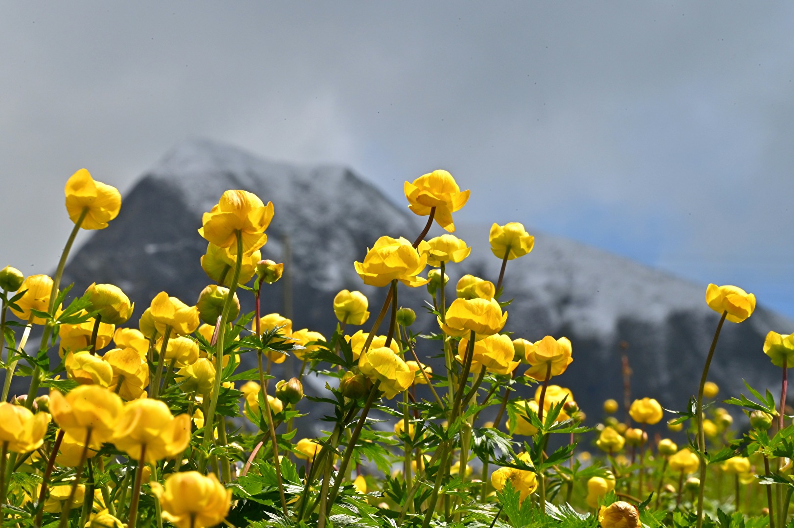 Bergfrühling