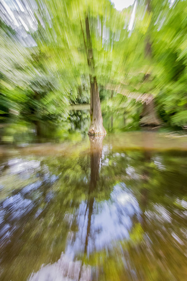 Baumspiegelung im See