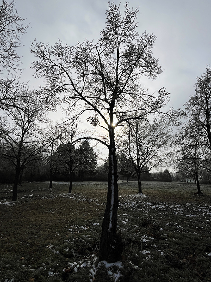 Parkbäume im Februar im Gegenlicht...