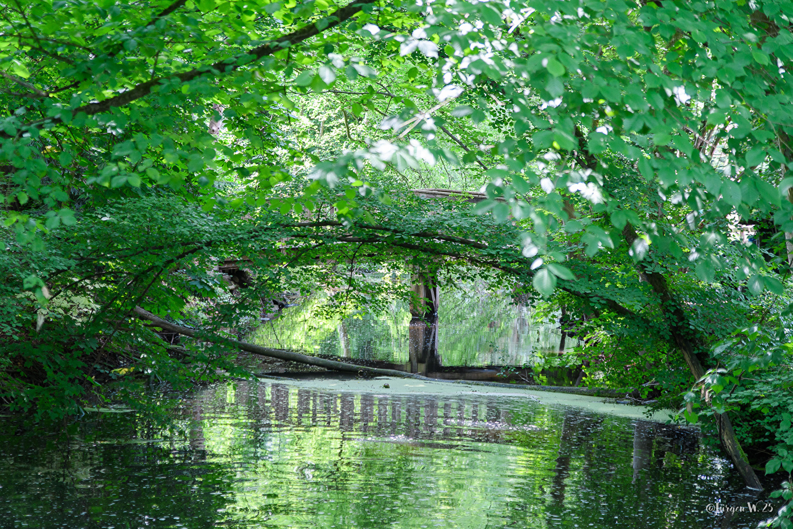 Im Wald mit einem See