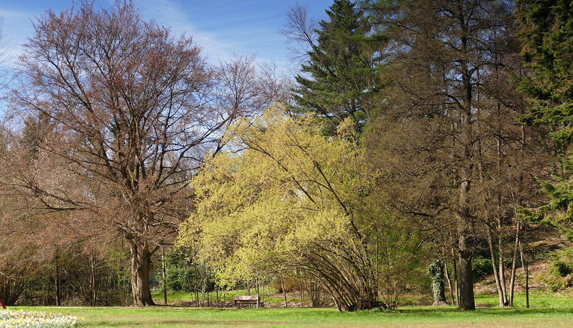 Frühling im Park