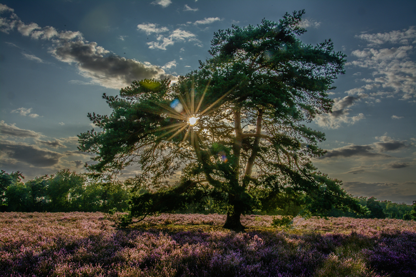 Abends in der Heide