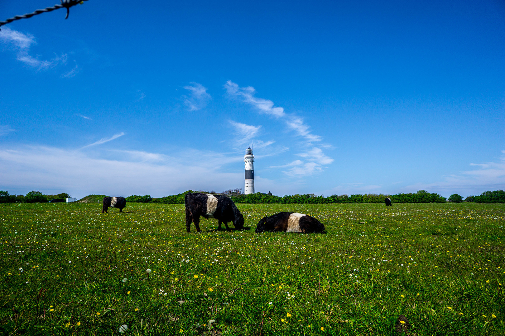 Kühe und Leuchtturm, der Länge Christian Sylt