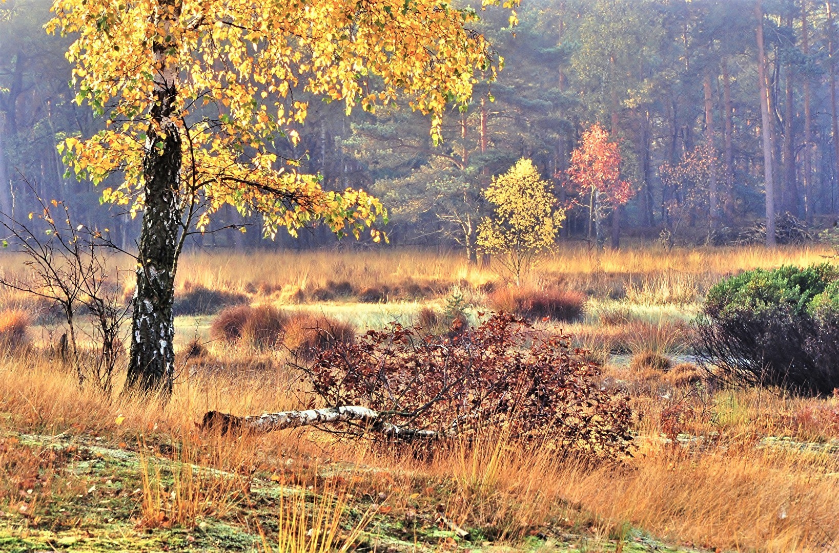 " Morgen - Licht im Moor "