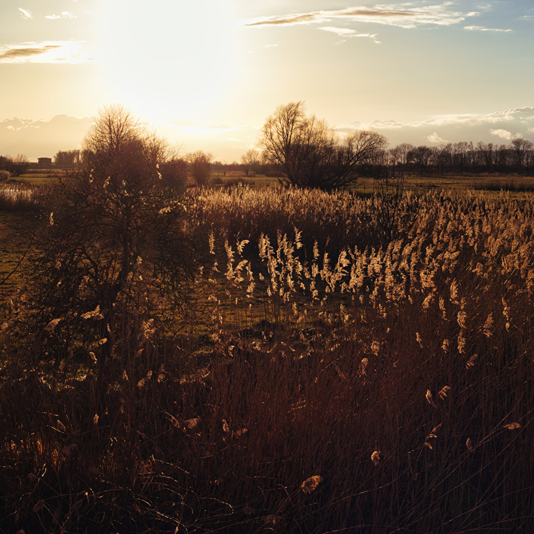 Life on Marsch