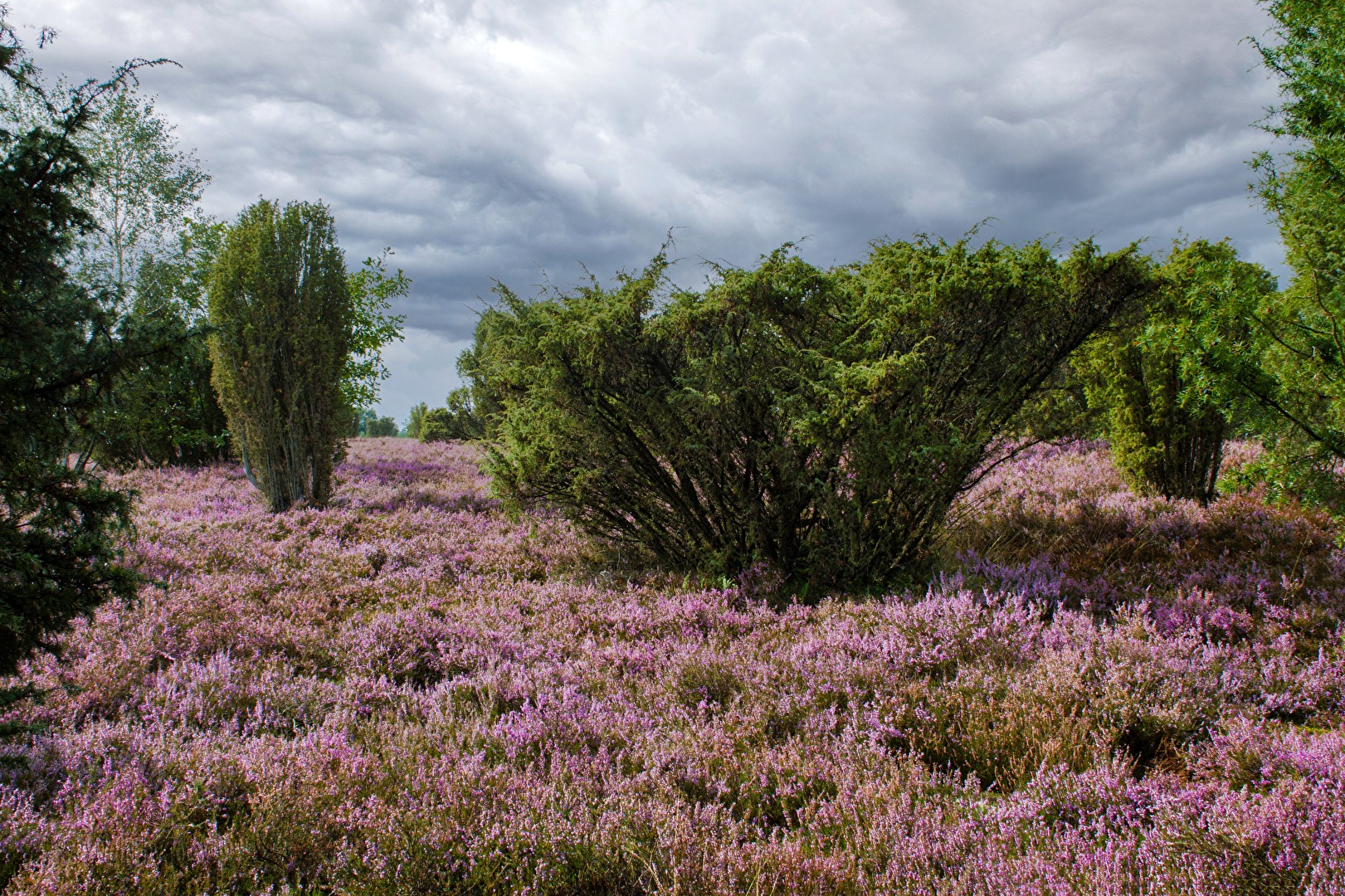 Lüneburger Heide