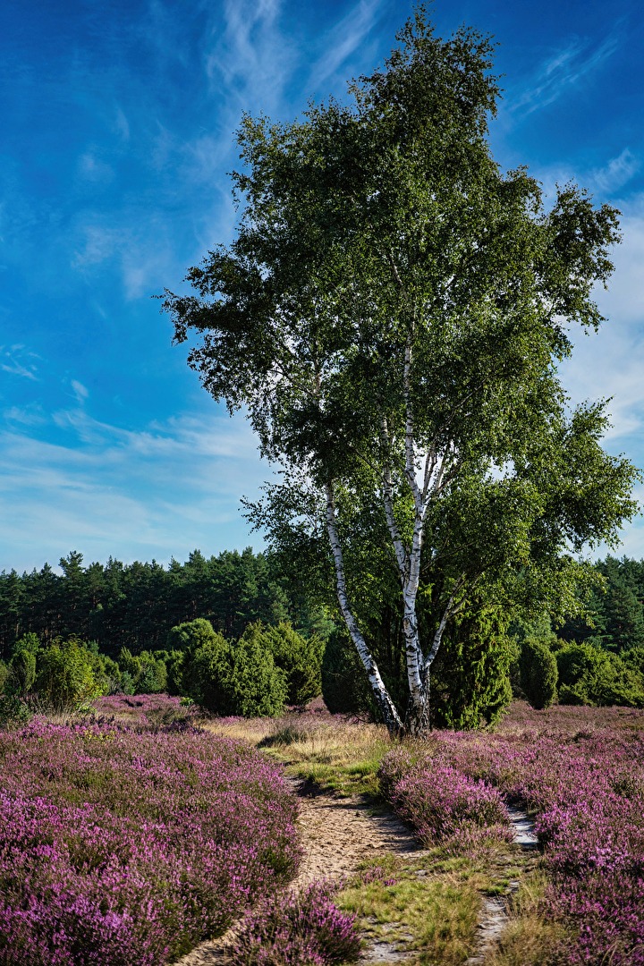 in der Lüneburger Heide